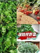 <b>郑州周边“遛娃 挖野菜”线路全攻略</b>